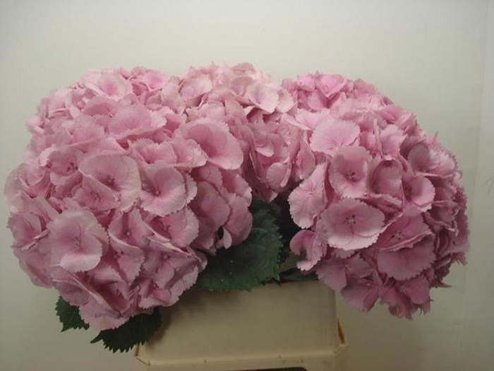 <h4>Hydrangea mammoet</h4>