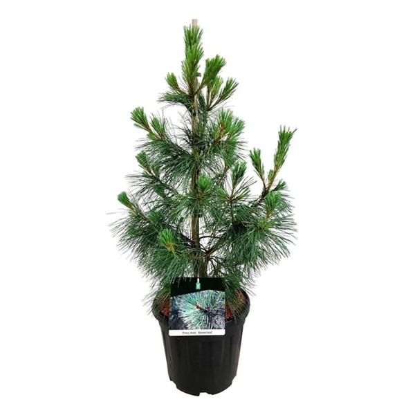 <h4>Pinus mont. 'Ammerland'</h4>