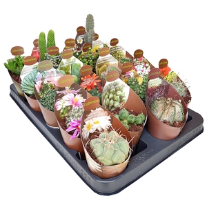 Cactus Gemengd Potcover