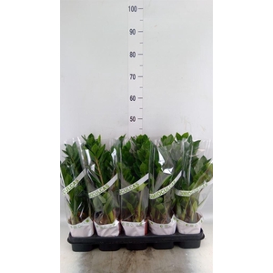Zamioculcas zamiifolia
