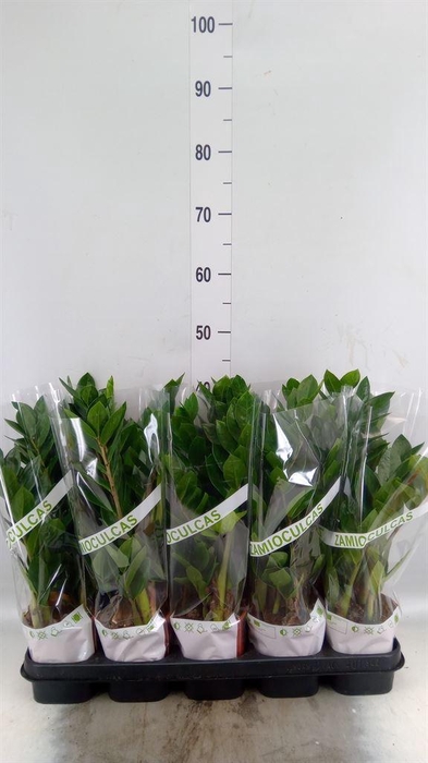 <h4>Zamioculcas zamiifolia</h4>