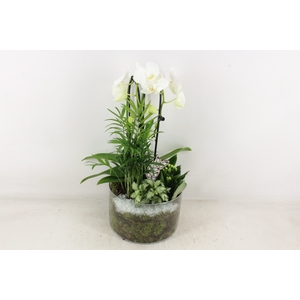 arr2 PL - Glas cilinder phal. wit