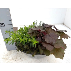 VASTE PLANTEN OV