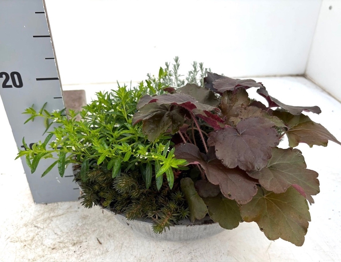 <h4>VASTE PLANTEN OV</h4>
