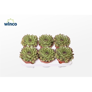 Sempervivum Tectorum