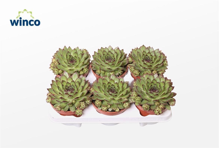 <h4>Sempervivum Tectorum</h4>