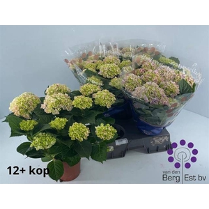 Hydrangea mac Hi River 14Ø 40cm 12fl