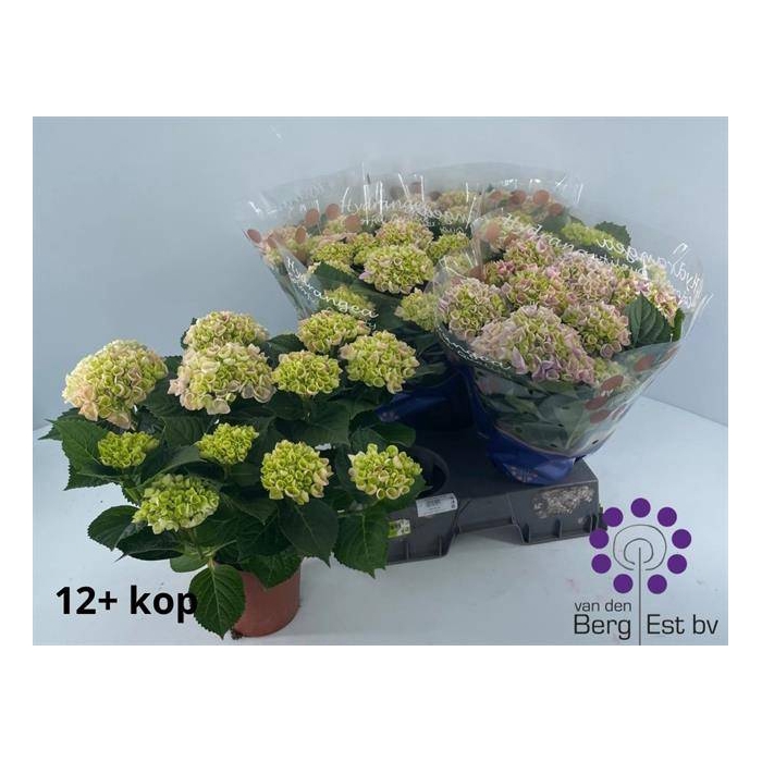 <h4>Hydrangea mac Hi River 14Ø 40cm 12fl</h4>