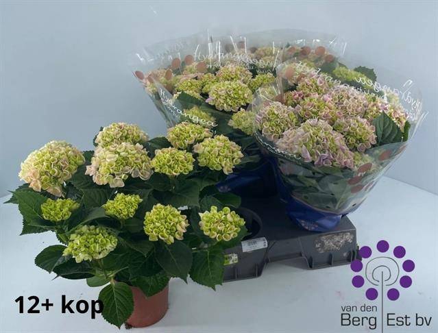 Hydrangea mac Hi River 14Ø 40cm 12fl