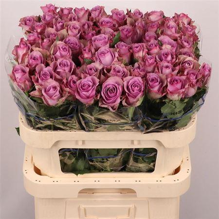 <h4>R Gr Nightingale!</h4>