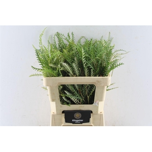 Grevilea Ivanhoe Groen