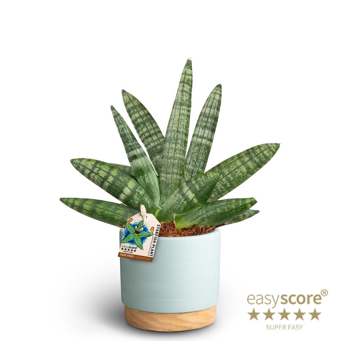 <h4>SANSEVIERIA BONCELLENSIS</h4>