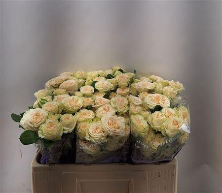 <h4>R Tr Summerrose -in box</h4>