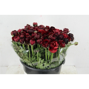 RAN ELEGANCE BORDEAUX