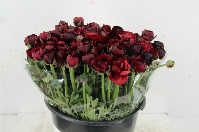 <h4>RAN ELEGANCE BORDEAUX</h4>