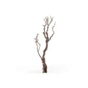 Syringa Branch Extra Fernandes