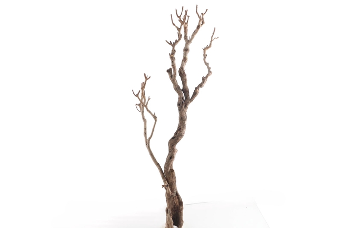 <h4>Syringa Branch Extra Fernandes</h4>