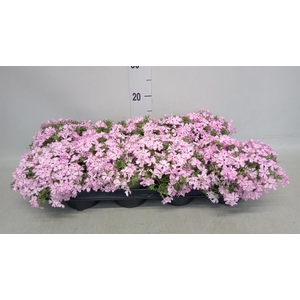 Phlox sub.