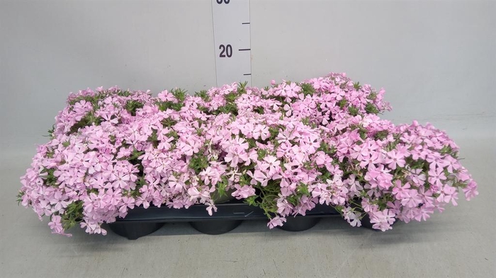 <h4>Phlox sub.</h4>
