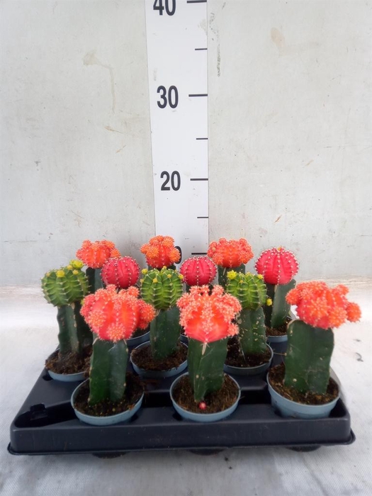 <h4>Gymnocalycium mihanov.   ...</h4>