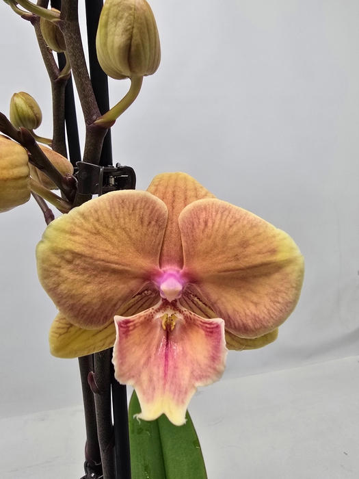 <h4>Limited 22 week 49</h4>