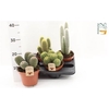Cactus Gem