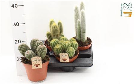 Cactus Gem