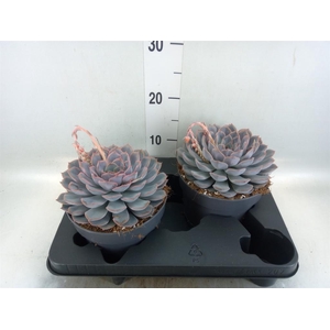 Echeveria  'Orion'