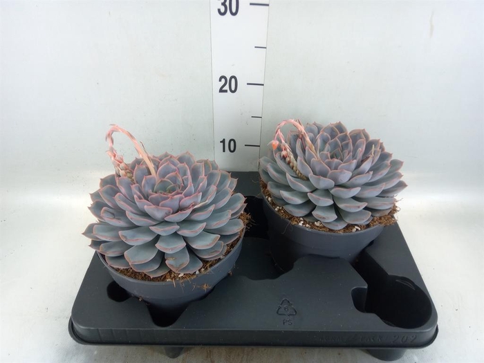 <h4>Echeveria  'Orion'</h4>