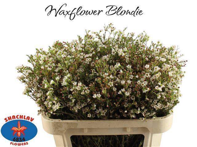 <h4>CHAME BLONDIE</h4>