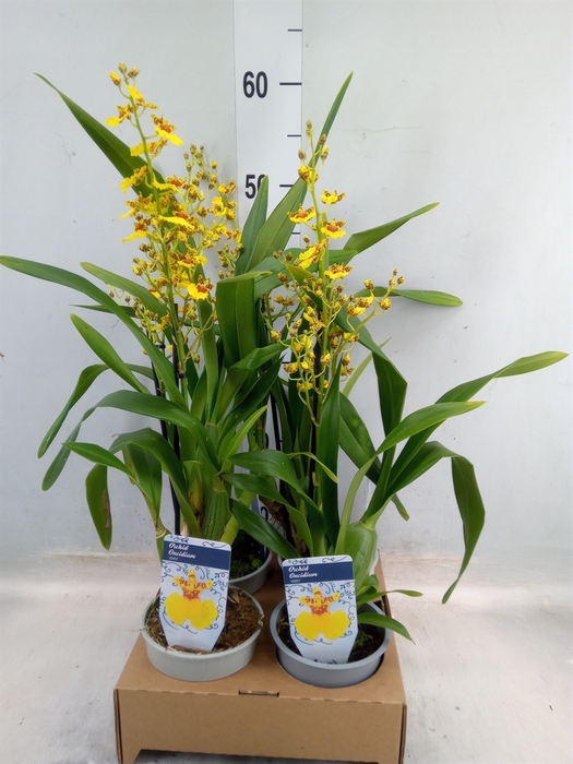 <h4>Oncidium   ...</h4>