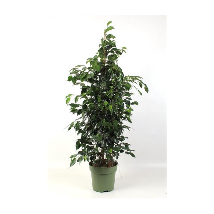 <h4>FICUS benjamina Midnight Lady</h4>