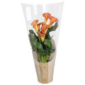 Zantedeschia Fireworks Calla oranje in bedrukte hoes