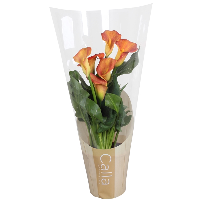<h4>Zantedeschia Fireworks Calla oranje in bedrukte hoes</h4>