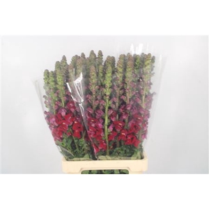 Antirrhinum It. Red Ex