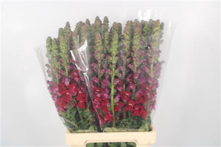 <h4>Antirrhinum It. Red Ex</h4>