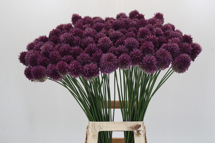 <h4>Allium Sphaerocephalon</h4>