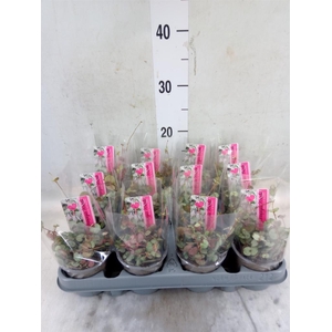 Ceropegia woodii 'Silver Glory'