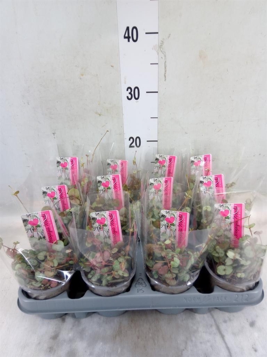 <h4>Ceropegia woodii 'Silver Glory'</h4>