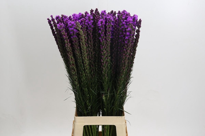 <h4>Liatris Callilepis</h4>