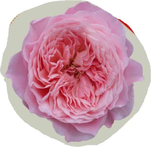 <h4>Rosa Garden Mayfield</h4>