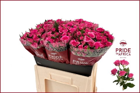 <h4>Rosa spray lianne</h4>