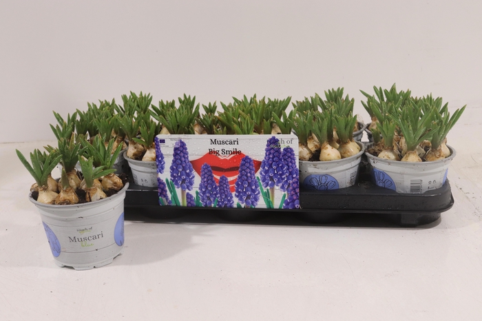 <h4>MUSCAR BIG SMILE</h4>