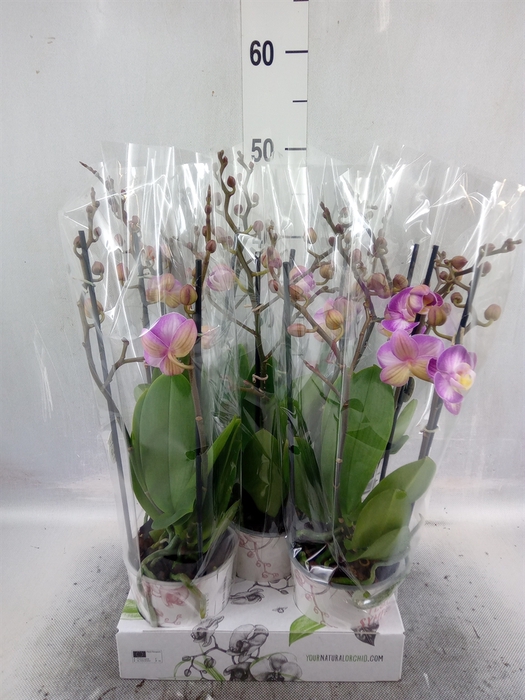 <h4>Phalaenopsis   ...rose</h4>