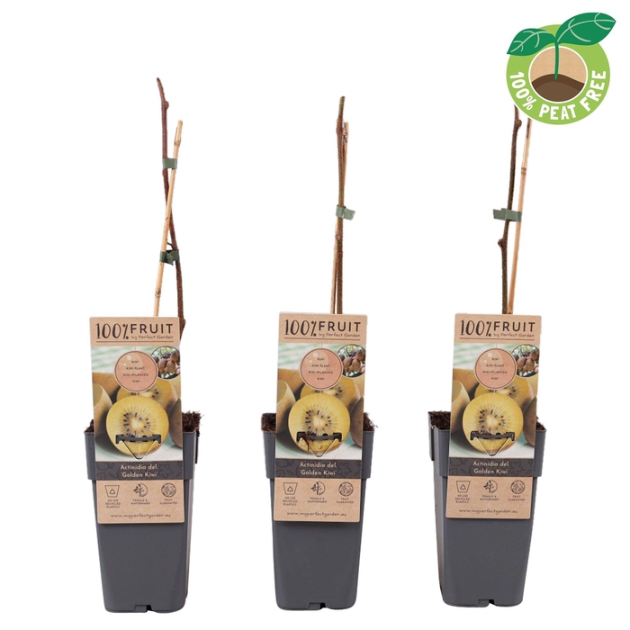 <h4>Actinidia Deliciosa Golden Kiwi</h4>