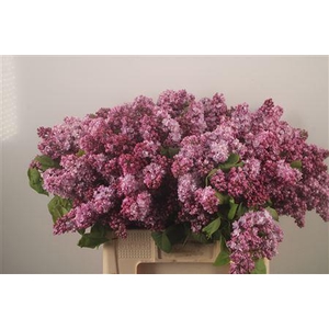 Syringa Per Bos Pink