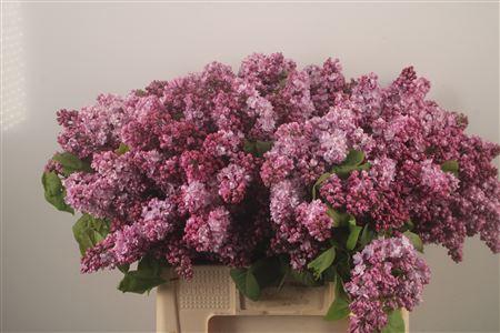 <h4>Syringa Per Bos Pink</h4>