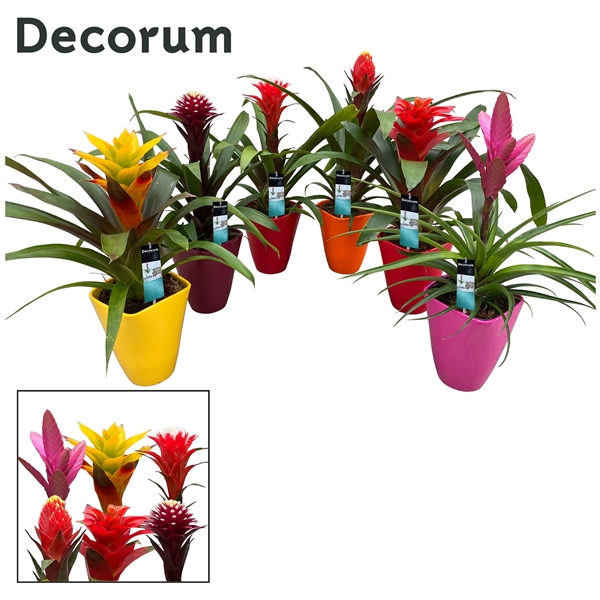 Guzmania Special Mix Luxe Keramiek (Decorum)