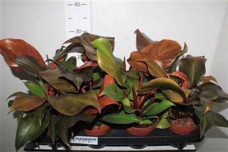 <h4>Phil Sunlight</h4>