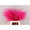 DF Stypha 60cm Bs Cerise
